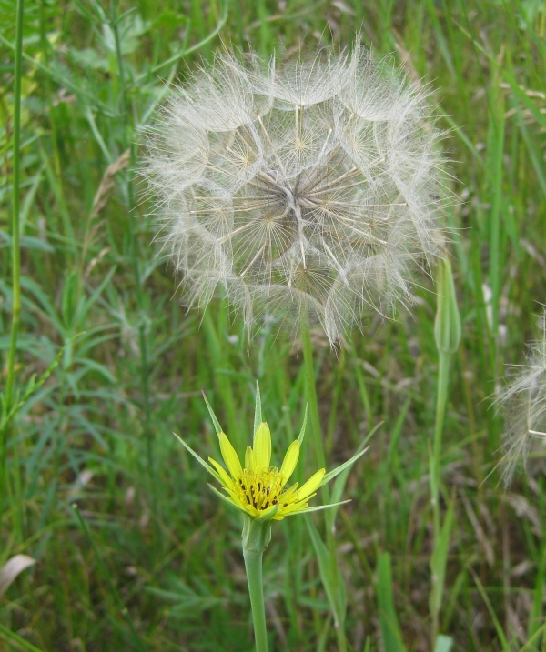 Yellow Goat's Beard [Tragopogon pratensis]