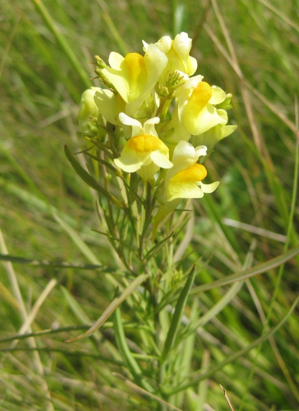 Butter and Eggs [Linaria vulgaris]