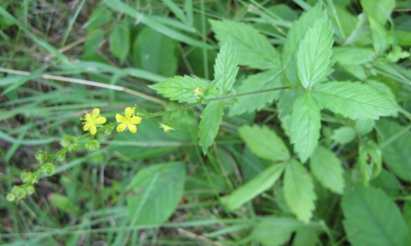Agrimony [Agrimonia gryposepala]