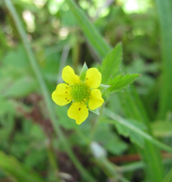 Yellow Avens [Geum aleppicum]