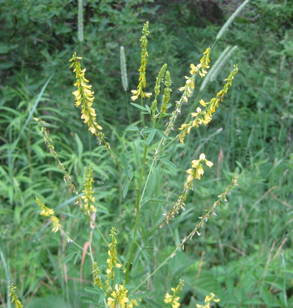 Yellow Sweet Clover [Melilotus officinalis]