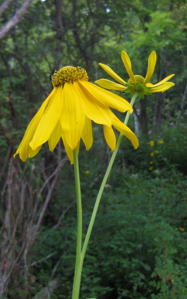 Green-headed Coneflower [Rudbeckia laciniata]