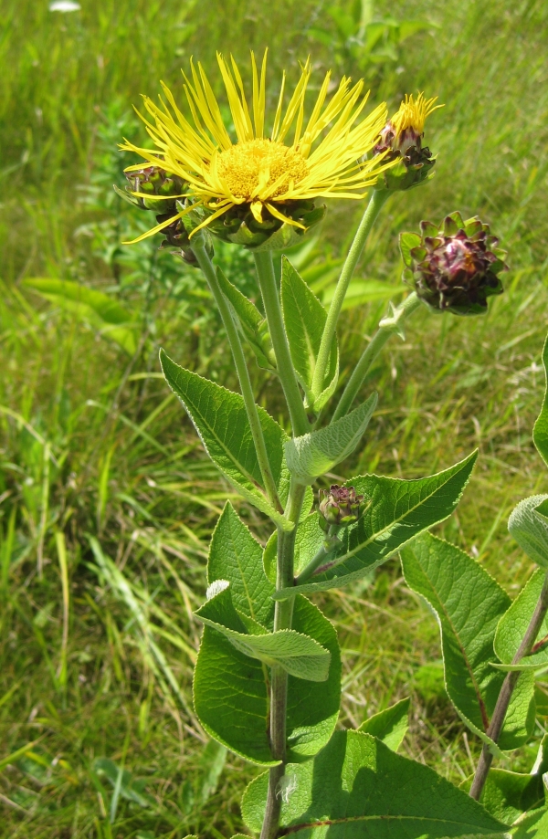 Elecampane [8/3]