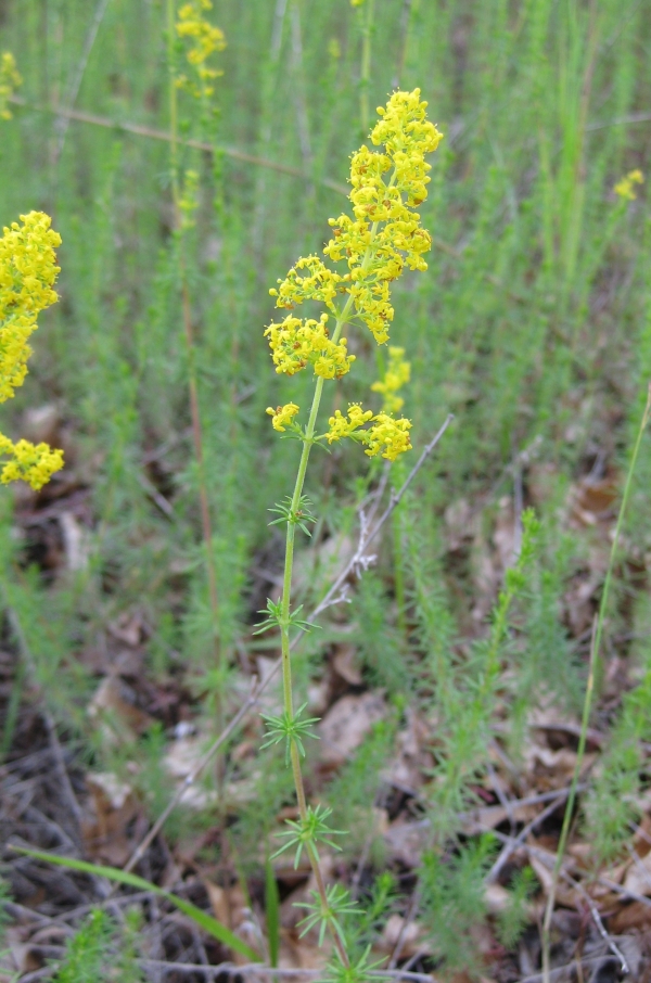 Yellow Bedstraw [Galium verum]
