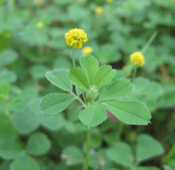 Black Medick [Medicago lupulina]