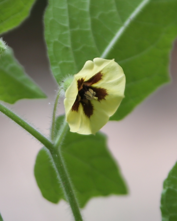 Clammy ground-cherry [Physalis heterophylla]