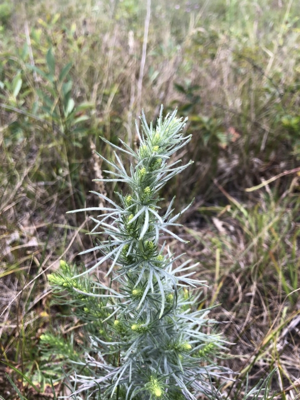 Wild wormwood [Artemesia campestris]