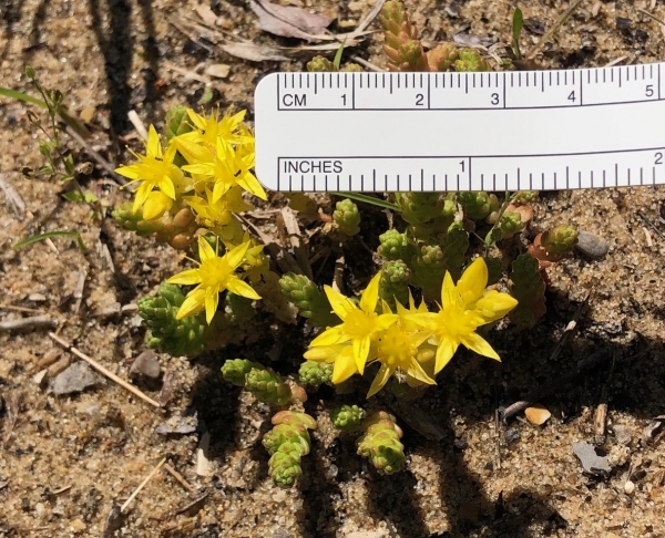 Mossy stonecrop [Sedum acre]