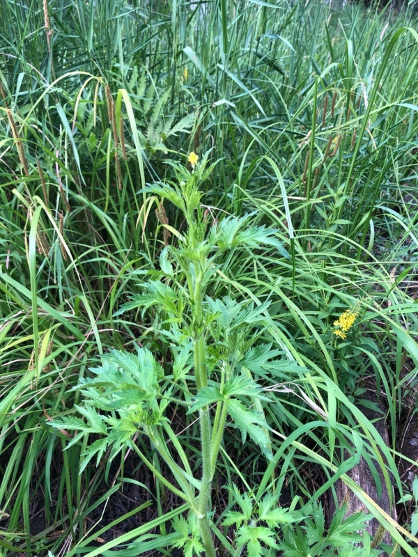 Bristly Crowfoot [Ranunculus pensylvanicus]