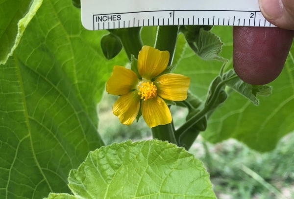 Velvet-leaf [Abutilon theophrastus]