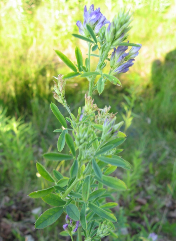 Alfalfa [Medicago sativa]
