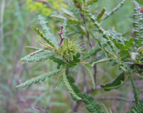 Sweetfern  [Comptonia peregrina]