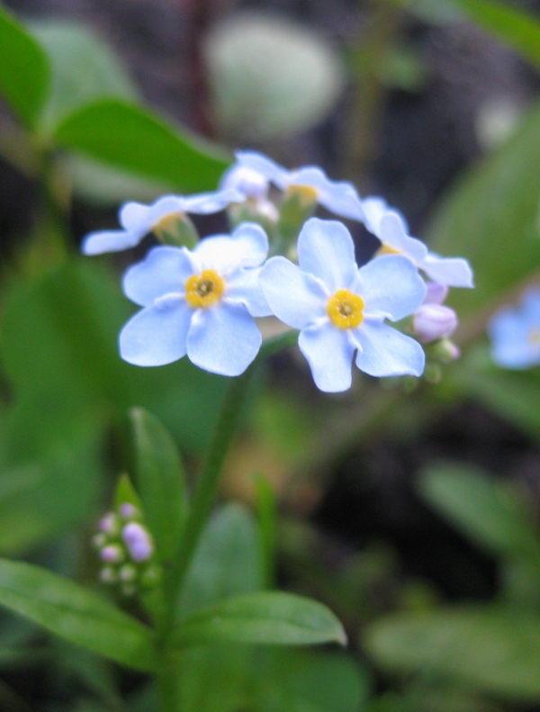 True Forget-Me-Not [Myosotis scorpioides]