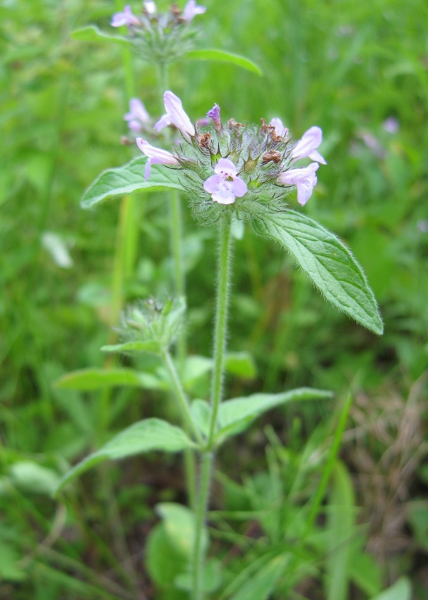 Basil [Satureja vulgaris]