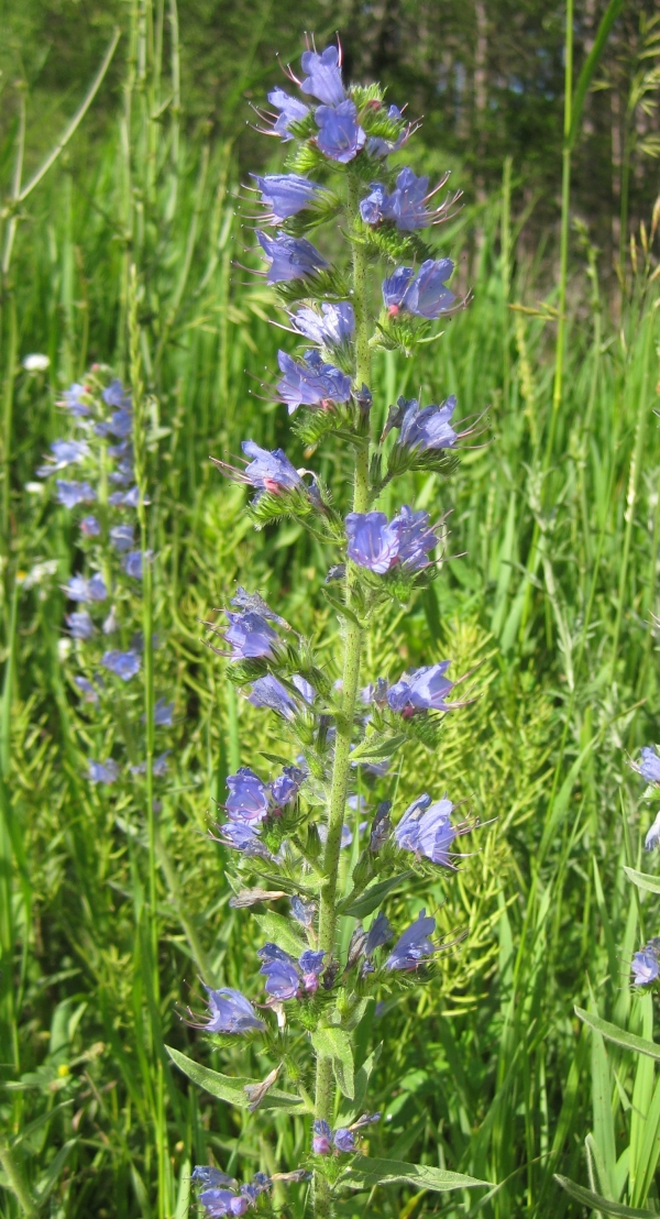Viper's Bugloss [Echium vulgare]