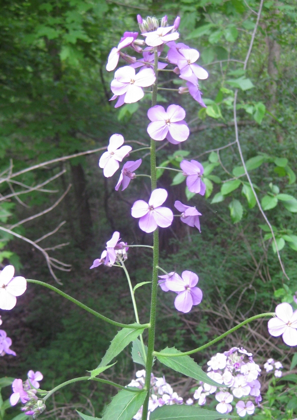 Dame's Rocket [hesperis matronalis]
