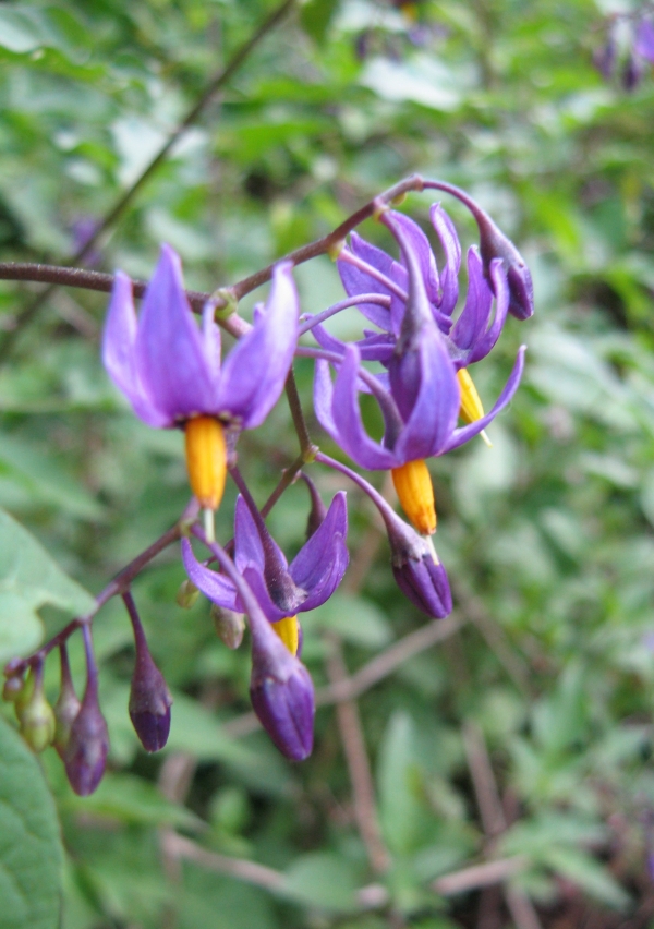 Bittersweet nightshade [Solanum dulcamara]