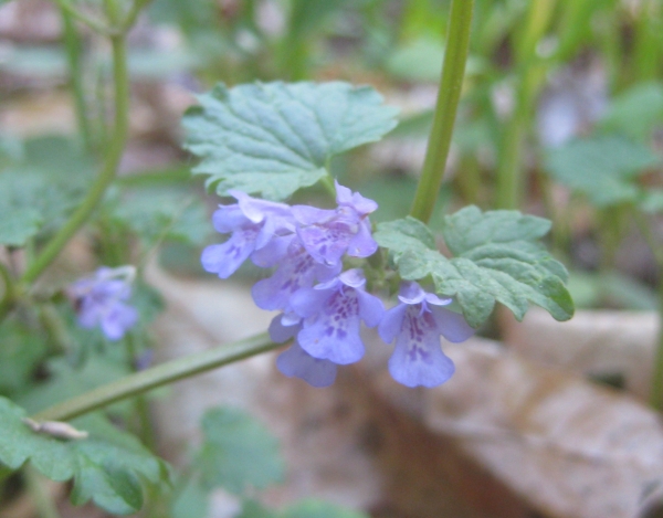 Ground Ivy [Glecboma hederacea]