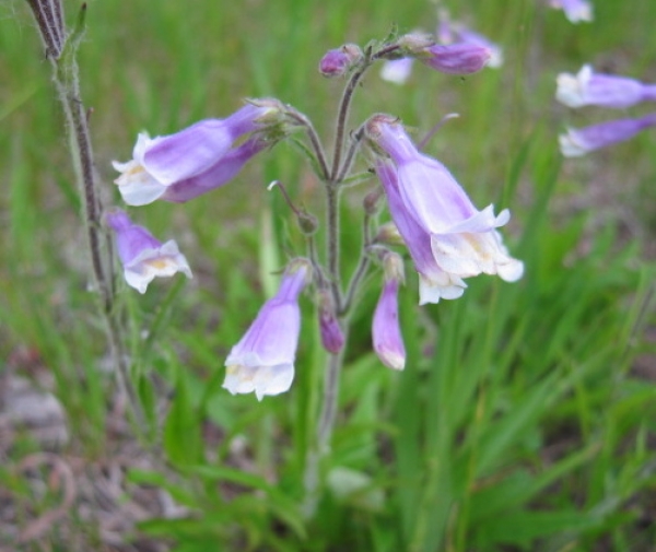 Hairy Beardtongue [Penstemon hirsutus]