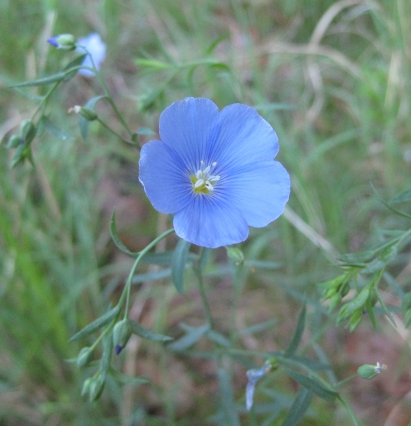 Wild Flax [Linum perenne]