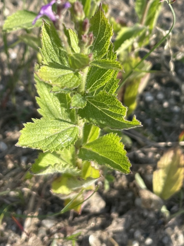 Hoary verbena [Verbena stricta]