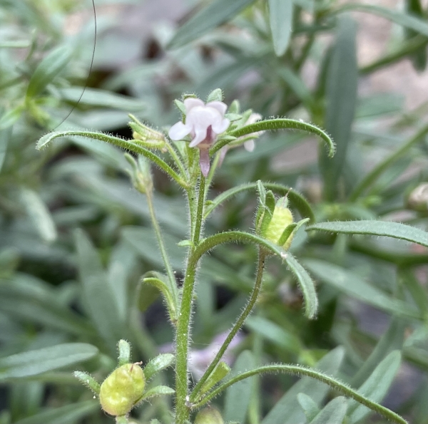 Dwarf snapdragon [Chaenorhinum minus]
