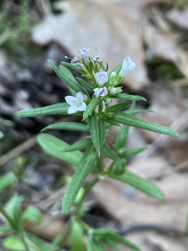 Long-leaved Bluets [Houstonia longifolia]