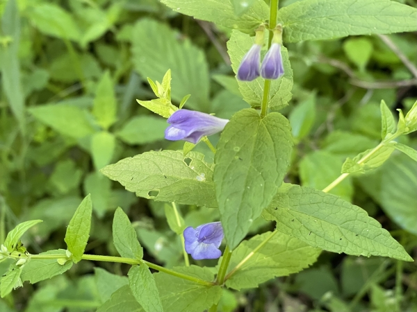 Marsh Skullcap [Scutellaria galericulata]