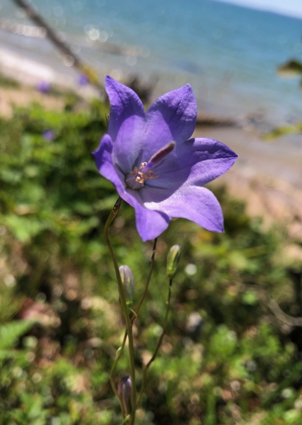 Harebell [Campanula rotundifolia]