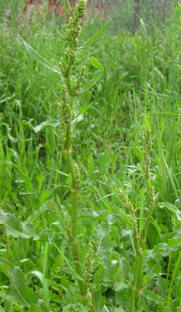 Curled Dock [Rumex crispus]