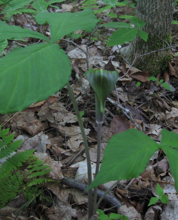 Jack-in-the- Pulpit [Arisaema triphyllum]