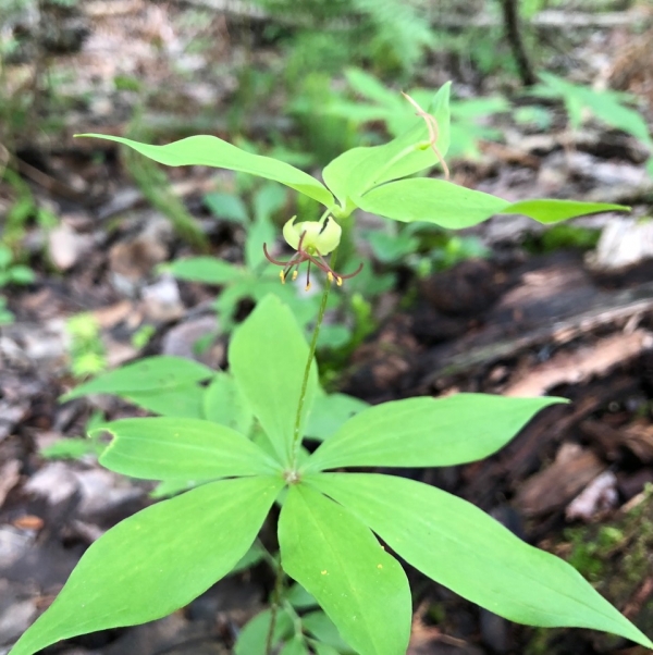 Indian Cucumber Root [Medeola virginiana]