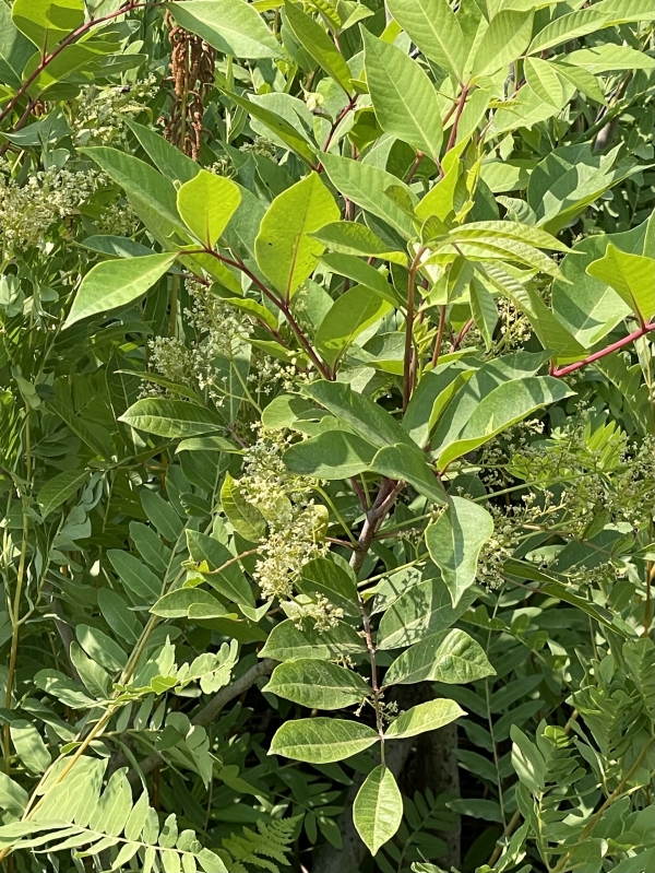 Poison Sumac [Toxicodendron vernix ]