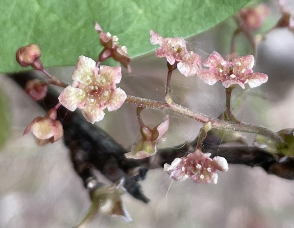 Swamp Red Currant [Ribes triste]