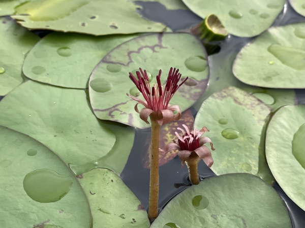 Water Shield [Brasenia schreberi]