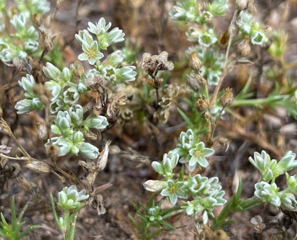 Knawel [Scleranthus perennis]