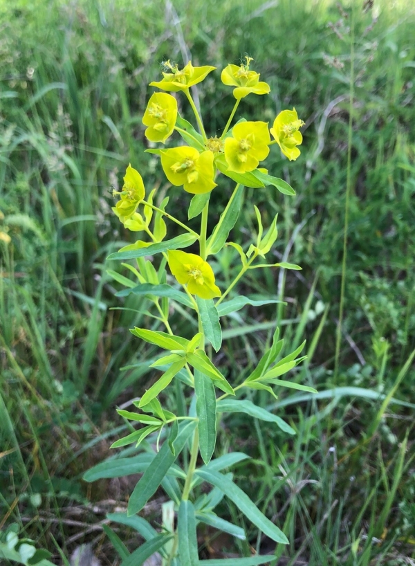 Leafy spurge [Euphorbia esula]