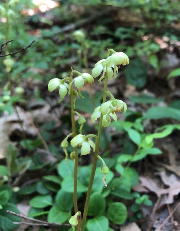 Greenish - flowered shinleaf [Pyrola chlorantha]
