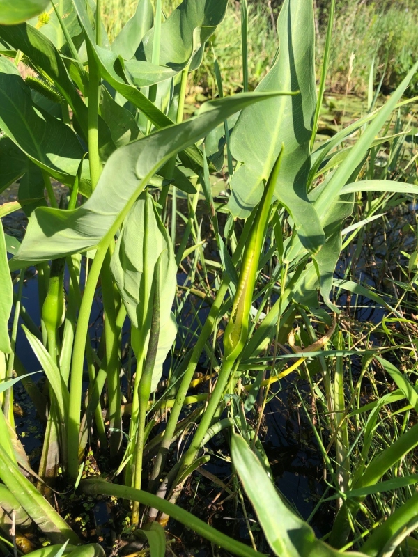 Arrow-arum [Peltandra virginica]