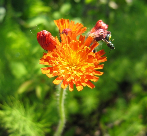 Orange Hawkweed [Hieracium aurantiacum]