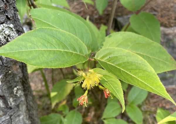 Northern Bush-honeysuckle [Diervilla lonicera]