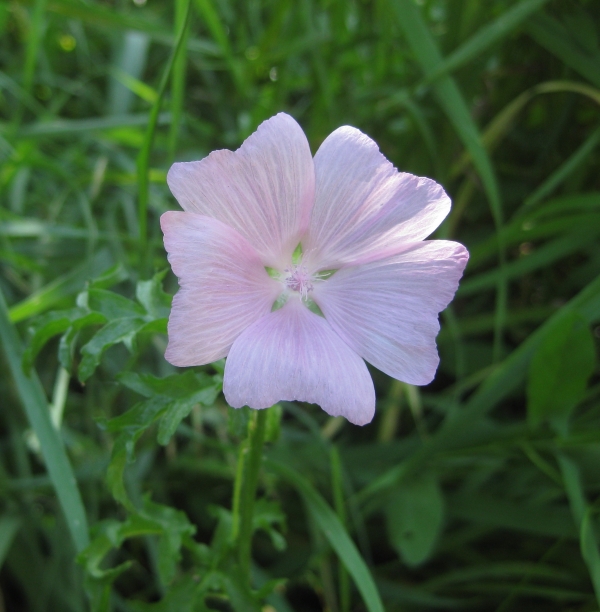Musk Mallow [Malva moschata]