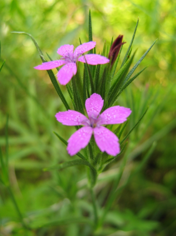 Deptford Pink [Dianthus armeria]