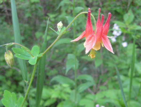 Columbine  [Aquilegia canadensis]