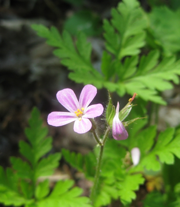 Herb Robert [Geranium robeertianum]
