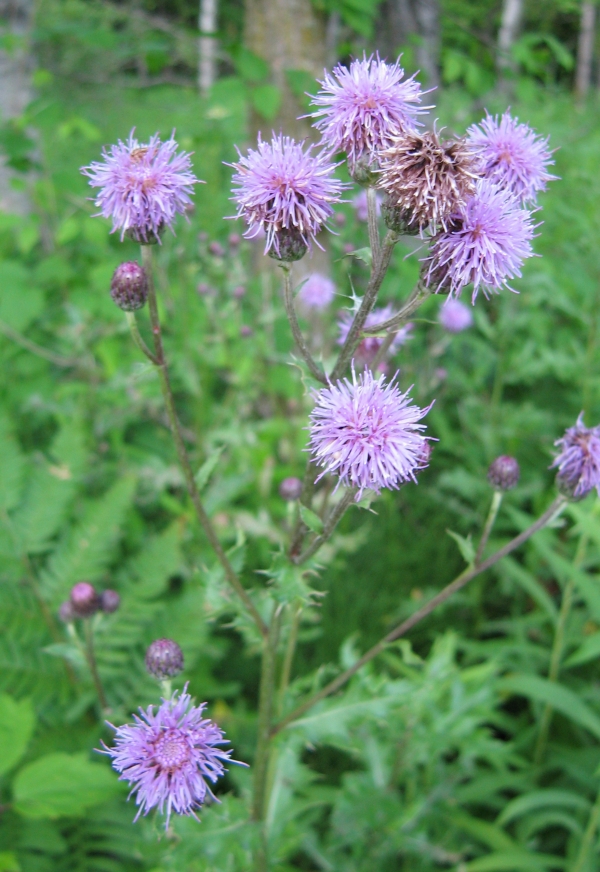 Canada Thistle [Cirsium arvense]