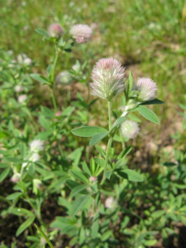 Rabbit's Foot Clover [Trifolium arvense]