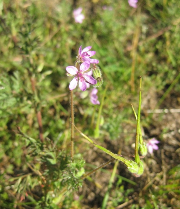Storksbill [Erodiium cicutarium]