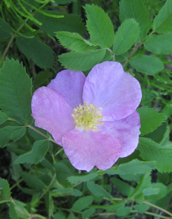 Smooth Rose [Rosa blanda]