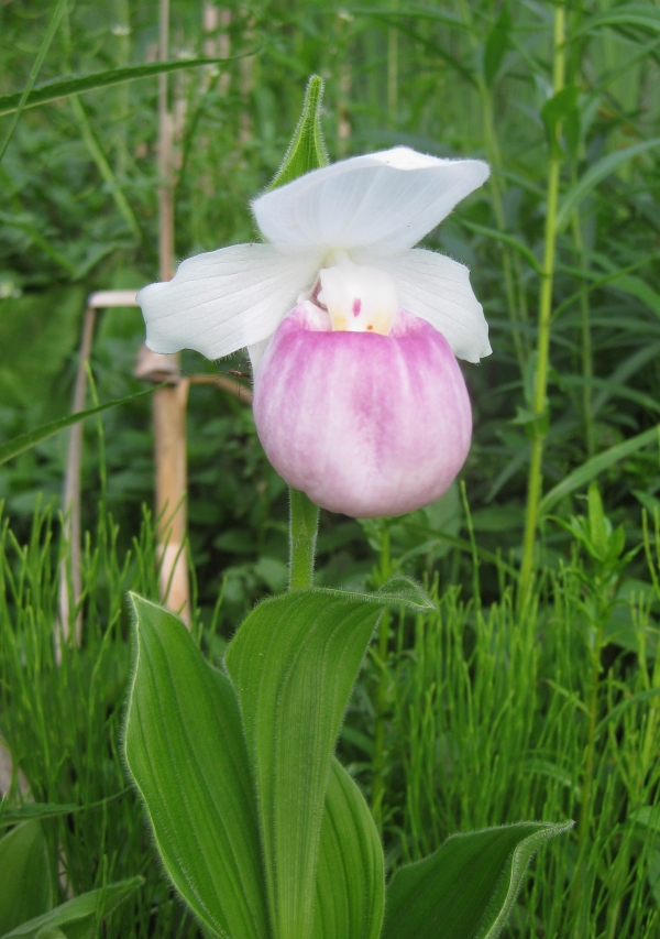 Showy Lady's Slipper [Cypripedium reginae]